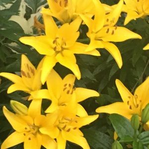 Meet your Posher, Barbara